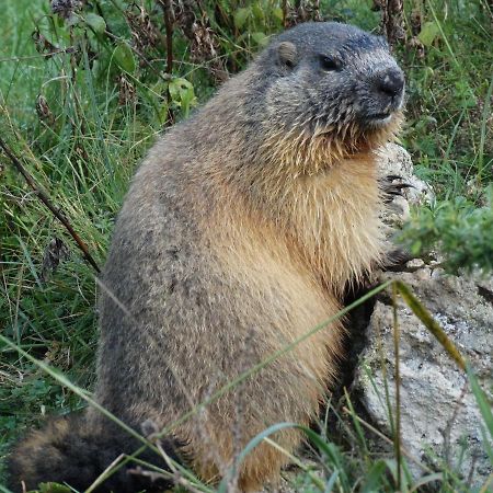 La P'Tite Marmotte Apartman Gavarnie Kültér fotó