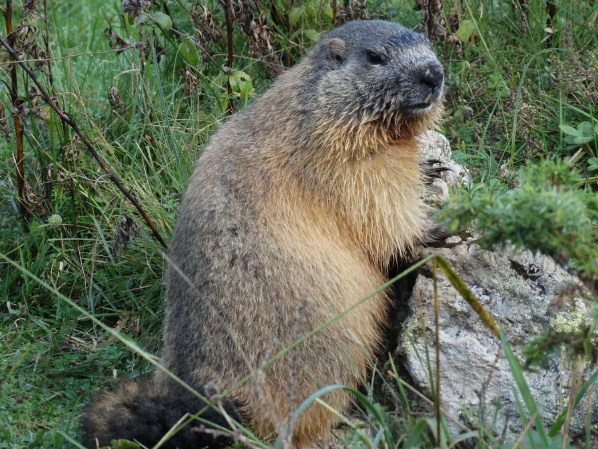 La P'Tite Marmotte Apartman Gavarnie Kültér fotó